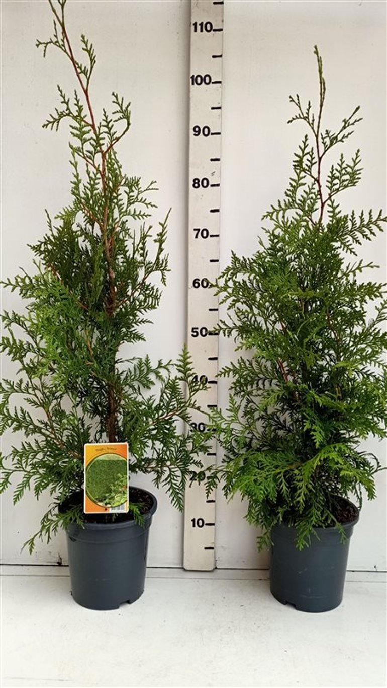 Thuja occ. 'Brabant' - C3 60-80 CM
